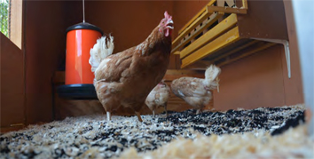 Chicken1
